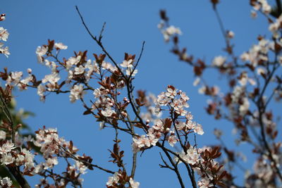 Low angle view of apple blossoms in spring