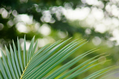 Close-up of palm tree leaves