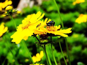 Close-up of butterfly pollinating on yellow flower