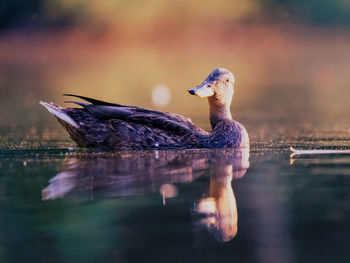 Close-up of duck swimming in lake