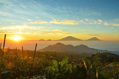 Plants and mountains against sky during sunset