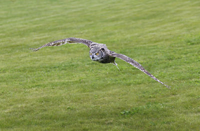 Bird flying over grass