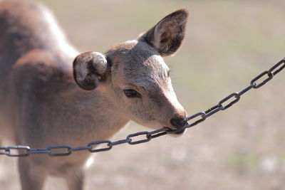 Close-up of female deer chewing metallic chain