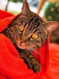 Close-up portrait of a cat