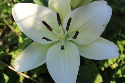 Close-up of white flower