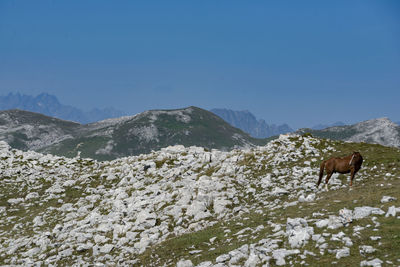 View of a horse on mountain range against sky