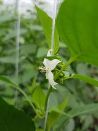 Close-up of white flowering plant