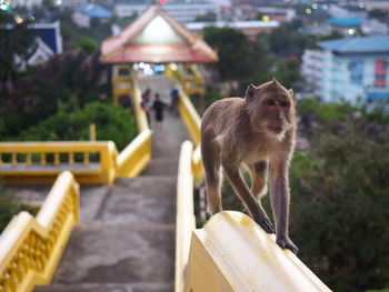 Marching monkey