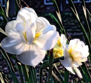 Close-up of white flowers blooming outdoors