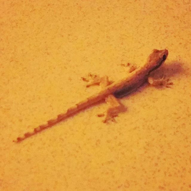 animal themes, one animal, animals in the wild, wildlife, close-up, lizard, sand, brown, high angle view, reptile, insect, nature, selective focus, textured, no people, wall - building feature, indoors, day, orange color