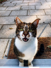 Portrait of cat sitting on footpath