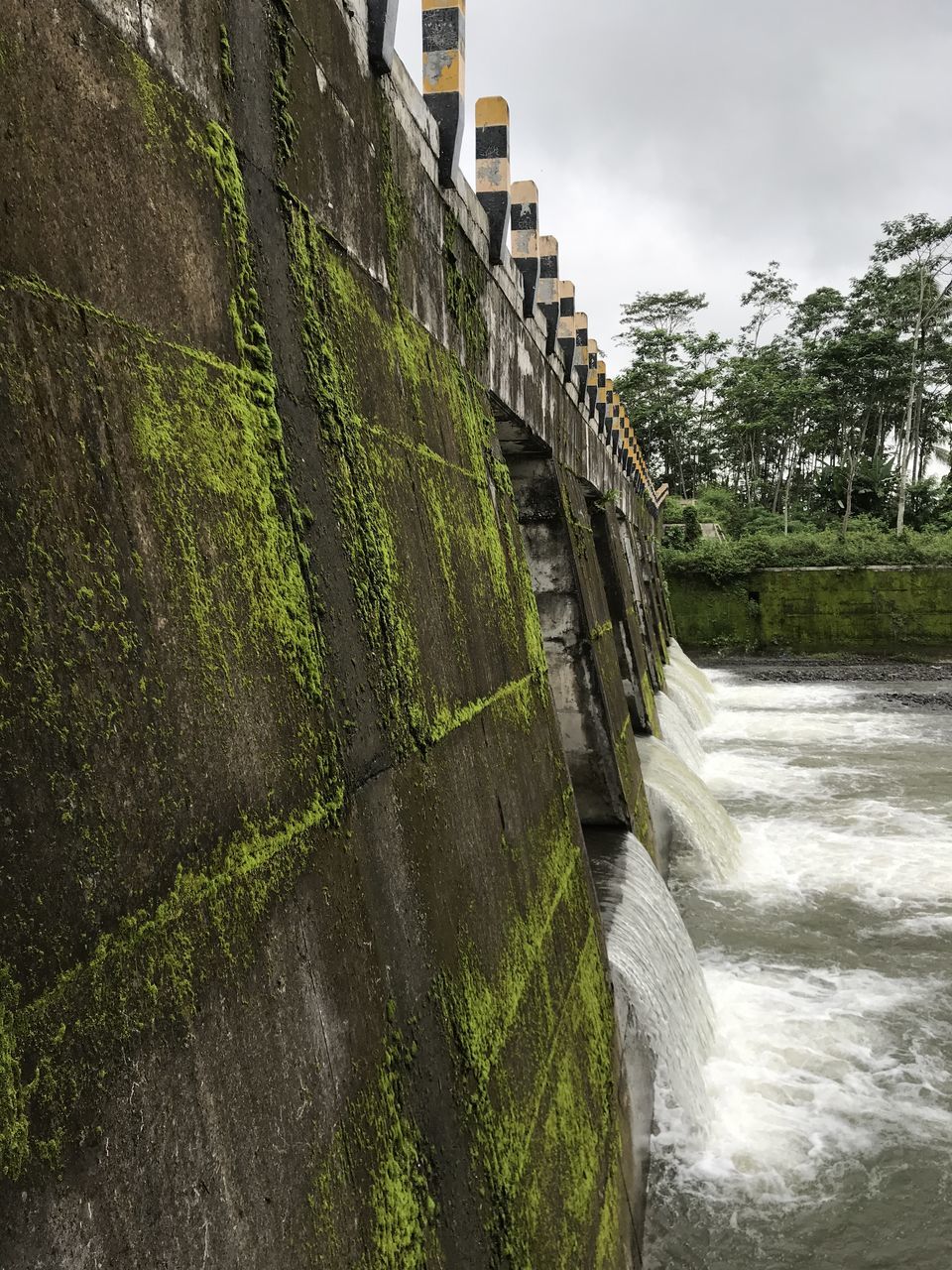 PLANTS GROWING BY WALL AGAINST CANAL