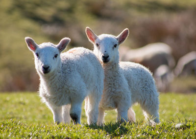 Sheep grazing on grassy field