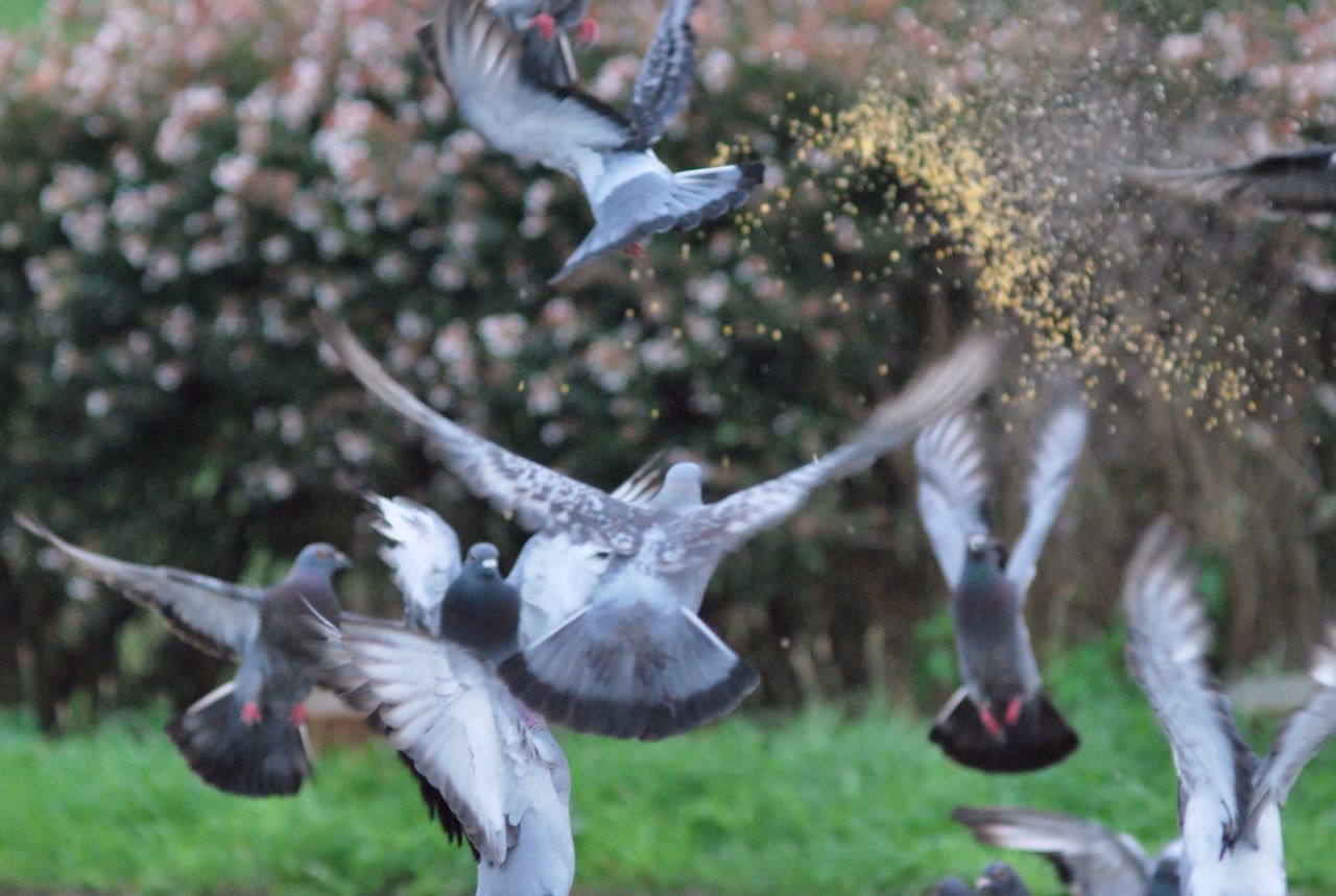 animals in the wild, animal themes, bird, wildlife, spread wings, flying, mid-air, seagull, focus on foreground, nature, motion, two animals, animal wing, day, one animal, three animals, no people, outdoors, close-up, side view