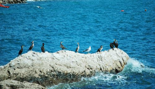 Birds perching on rock in sea