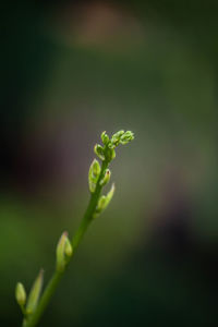 Close-up of flowering plant