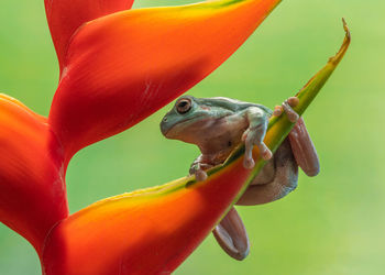 Close-up of frog on plant