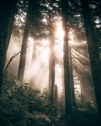 Low angle view of trees in forest