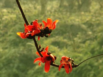 Close-up of red flowers