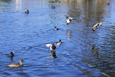 High angle view of ducks swimming in lake