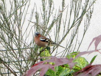 Bird perching on a branch