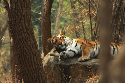 Tiger by tree in forest