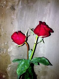 Close-up of red flower