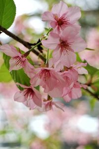 Close-up of pink flowers