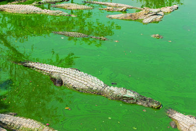 High angle view of crocodile swimming in lake