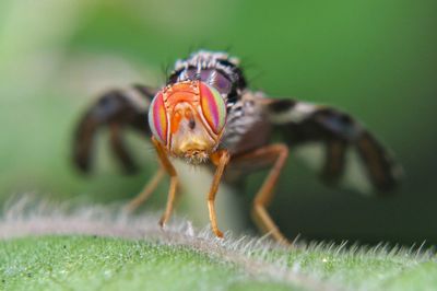 Close-up of insect