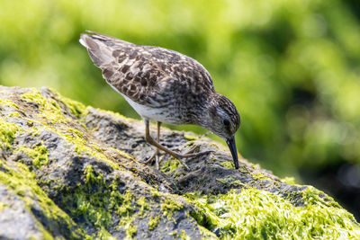 Close-up of bird perching on rock