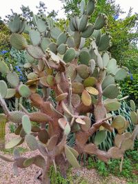 Close-up of cactus plant growing on field