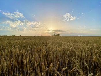 Scenic view of field against sky at sunset