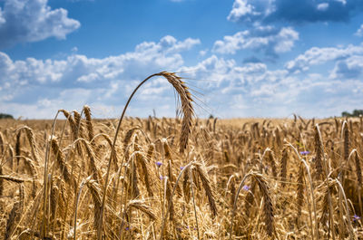 Wheat field against sky