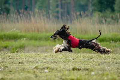 Afghan borzoi dog running fast and chasing lure across green field at dog racing competion