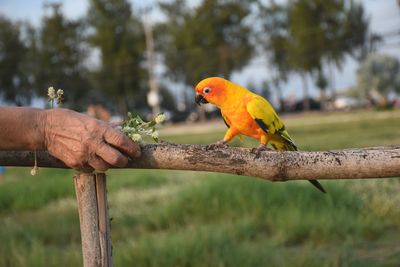 Bird perching on branch