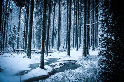 Snow covered pine trees in forest during winter