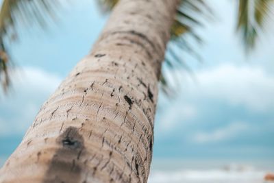 Low angle view of palm tree against sky