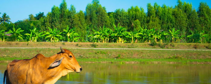 Horse in a farm