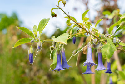 plant