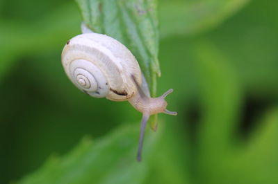 Close-up of snail on leaf