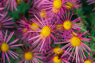 Close-up of purple flowering plants