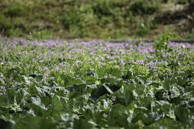 Close-up of purple flowering plants on field