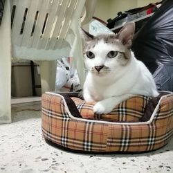 Portrait of cat sitting on wicker basket