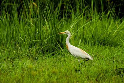 Bird perching on a field