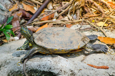 Close-up of lizard on rock