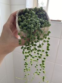 Close-up of hand holding plant