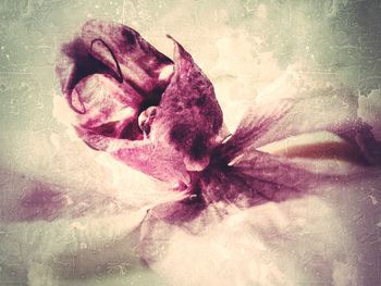 Close-up of pink flowers