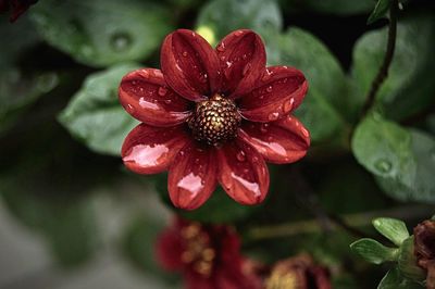 Close-up of red flower blooming outdoors