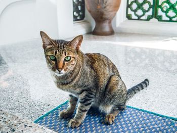 Close-up portrait of tabby cat